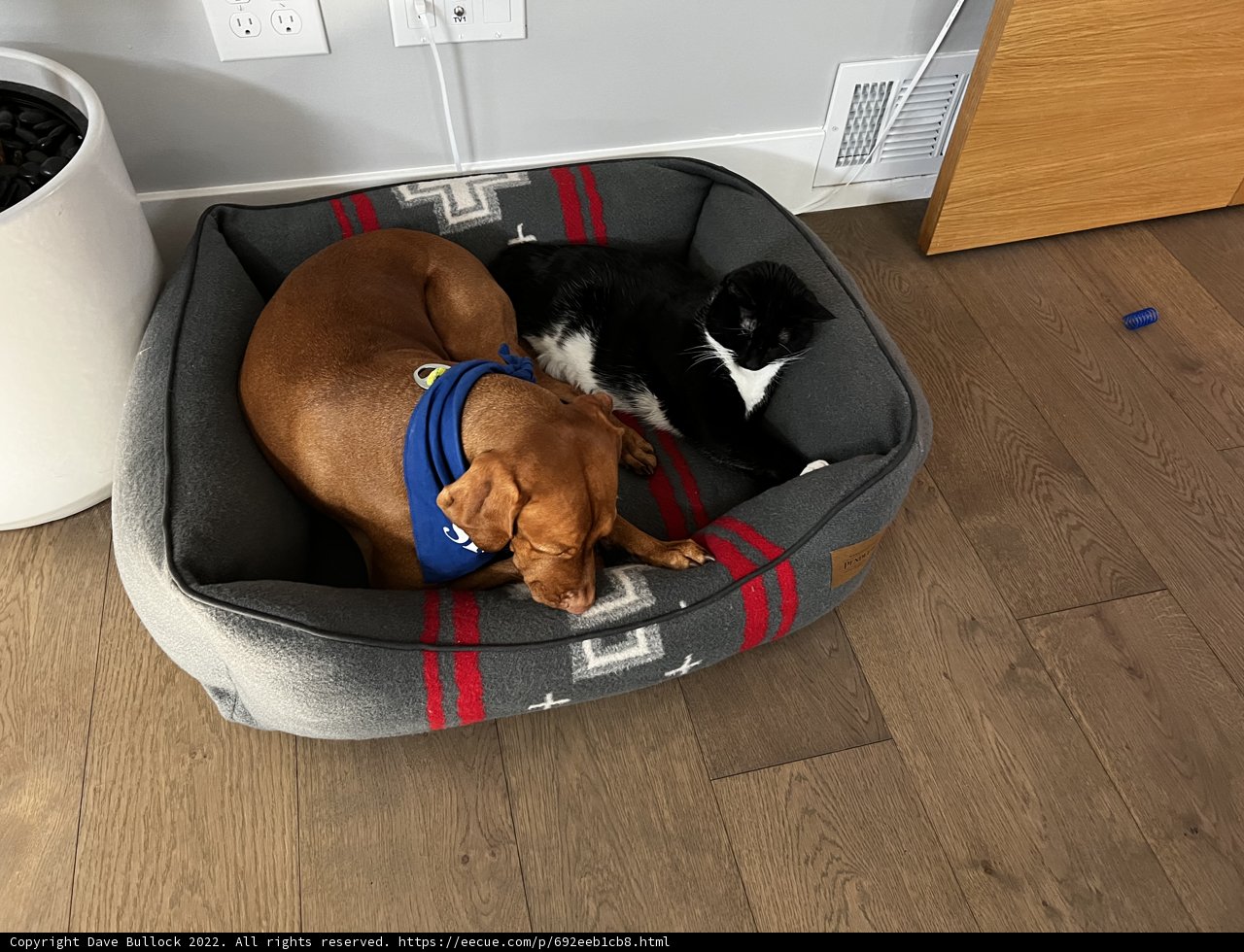 Cozy Companions