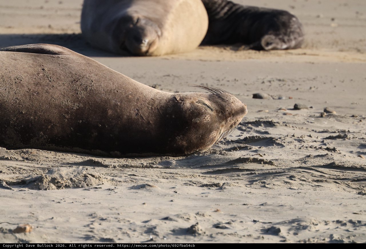 Elephant Seal Pups Resting on Sandy Beach
