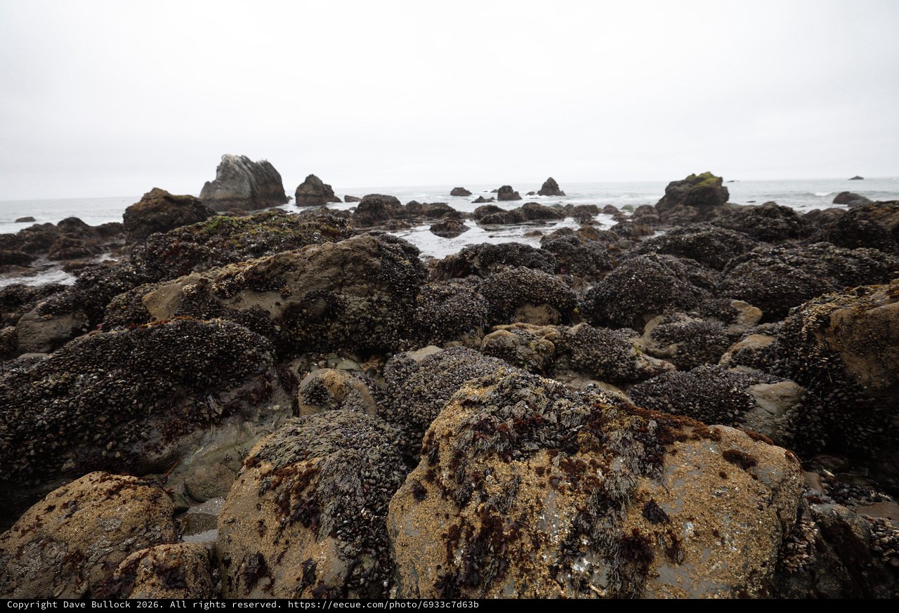 Mussel-Covered Rocks at Low Tide Pacific Coast