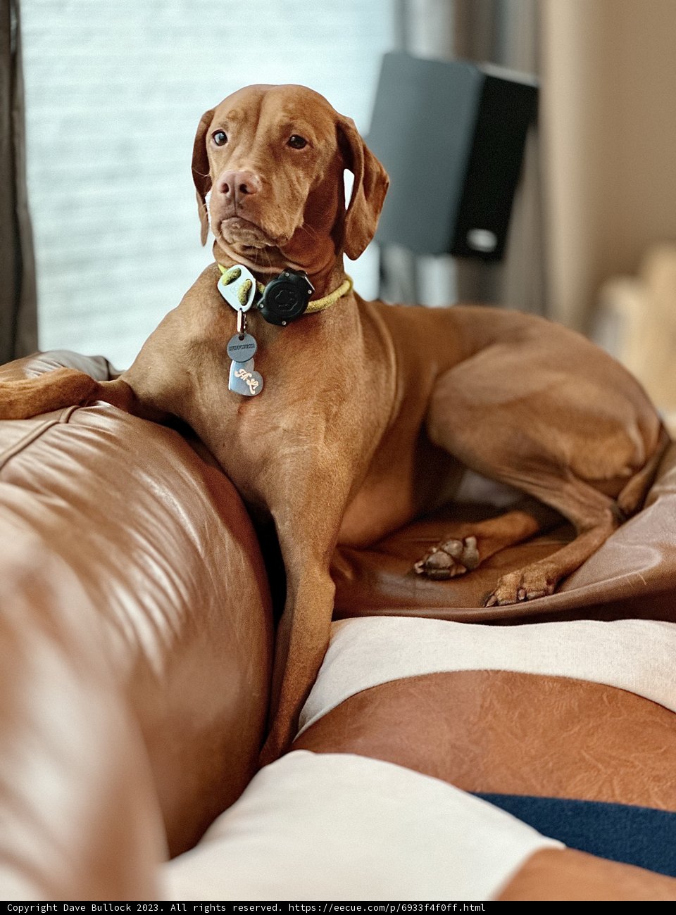 Comfy Canine on the Couch
