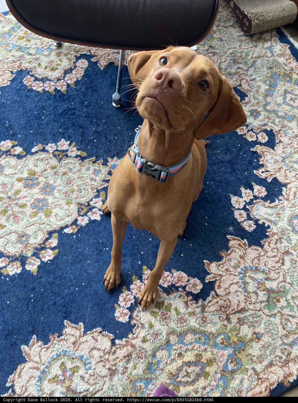Rug-Resting Pooch