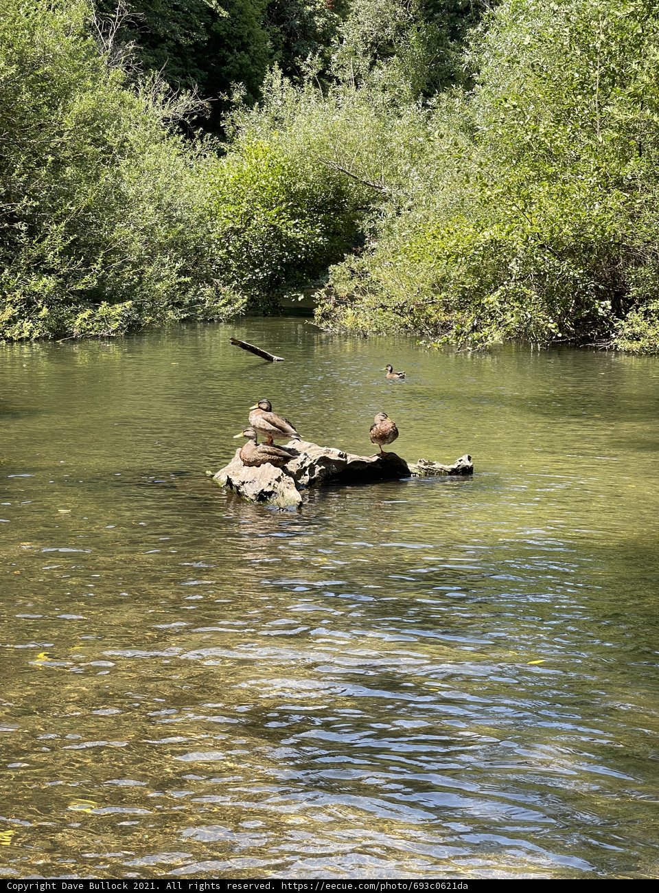 Relaxing on a Raft in Felton