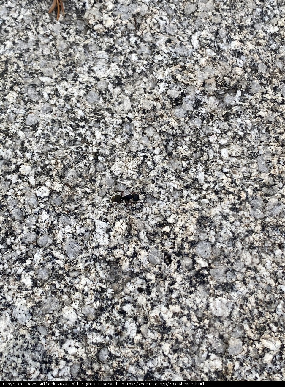 Tiny Insect on a Textured Rock
