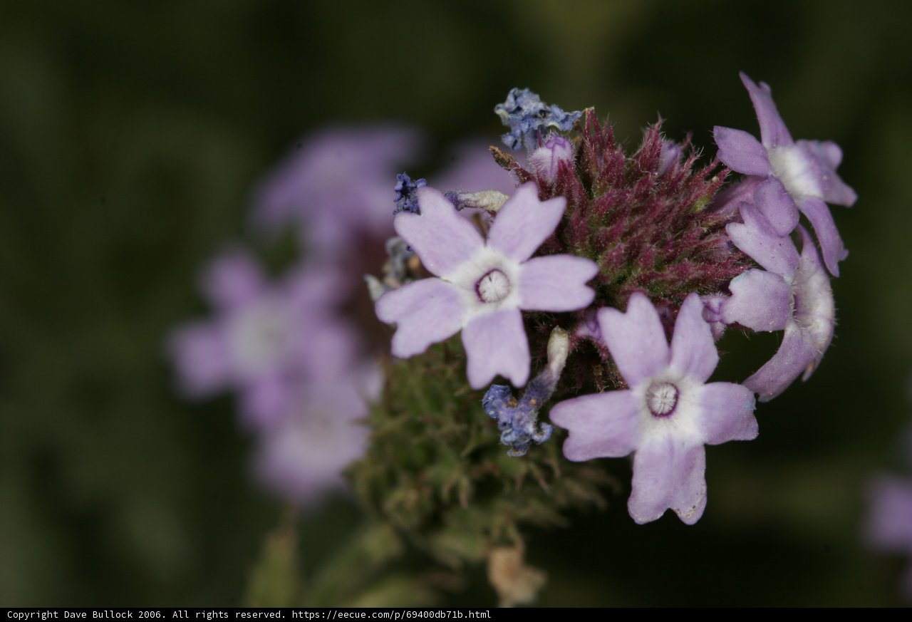 Purple Snapdragons in Full Bloom