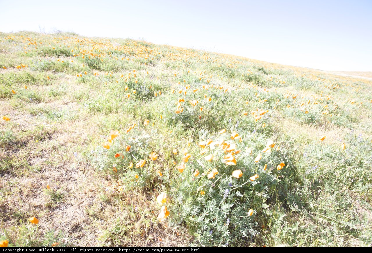 Blooming Orange Flowers in the Mojave Desert