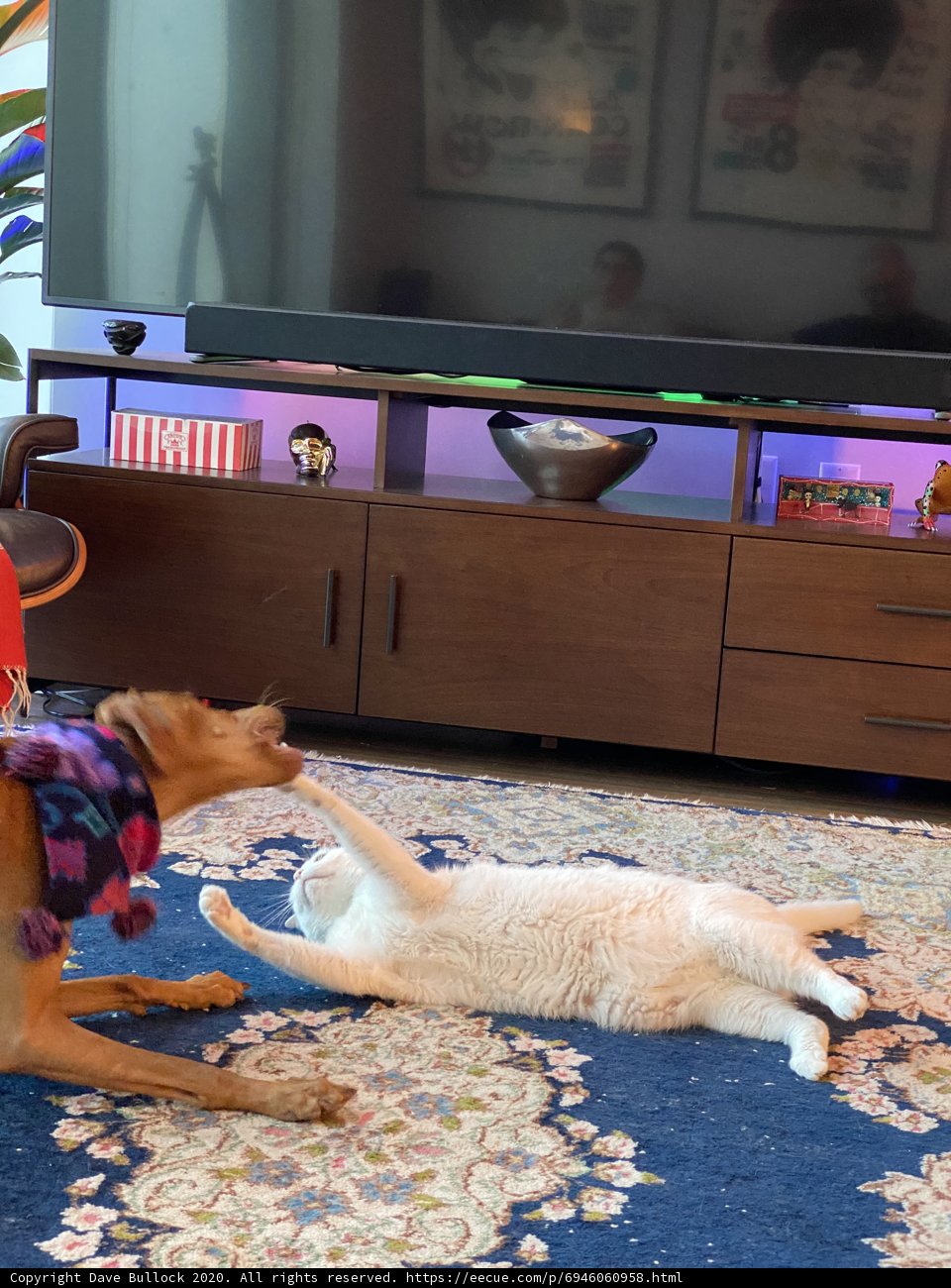 Feline and Canine Entertainment Center