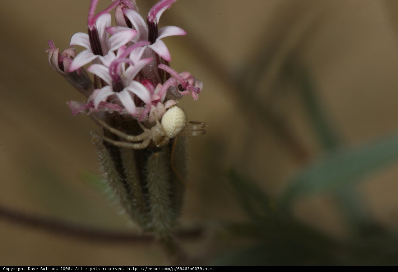Desert Garden Spider on a Beautiful Flower