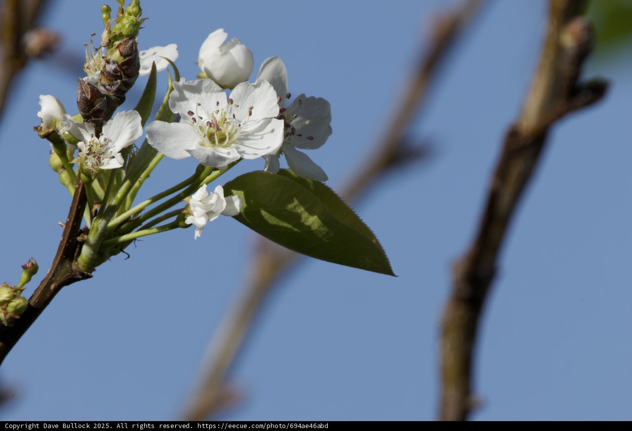 Blossoming Beauty