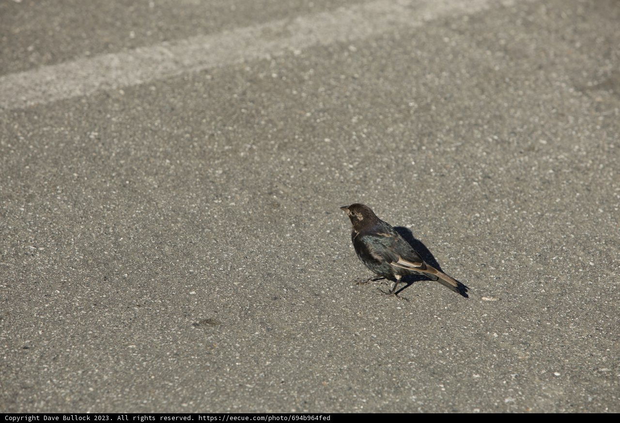 The Roadside Sparrow at SF Zoo