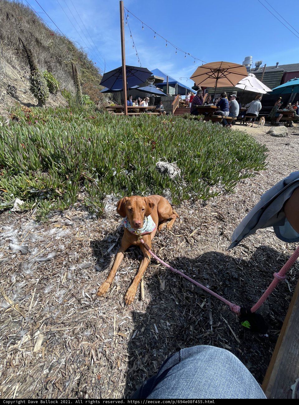 A Leashed Canine Sitting in a Californian Field