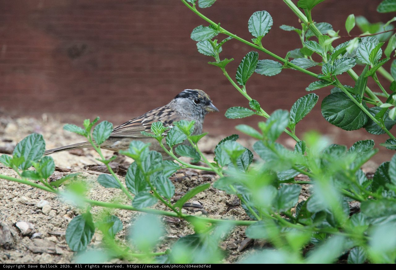 White-Crowned Sparrow Foraging Among Garden Foliage