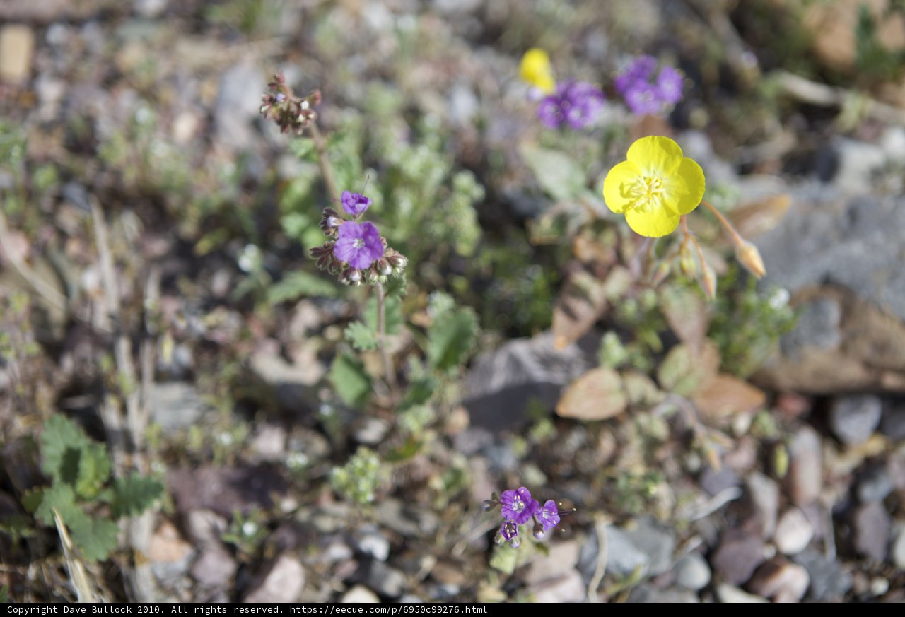 A Burst of Color in the Desert