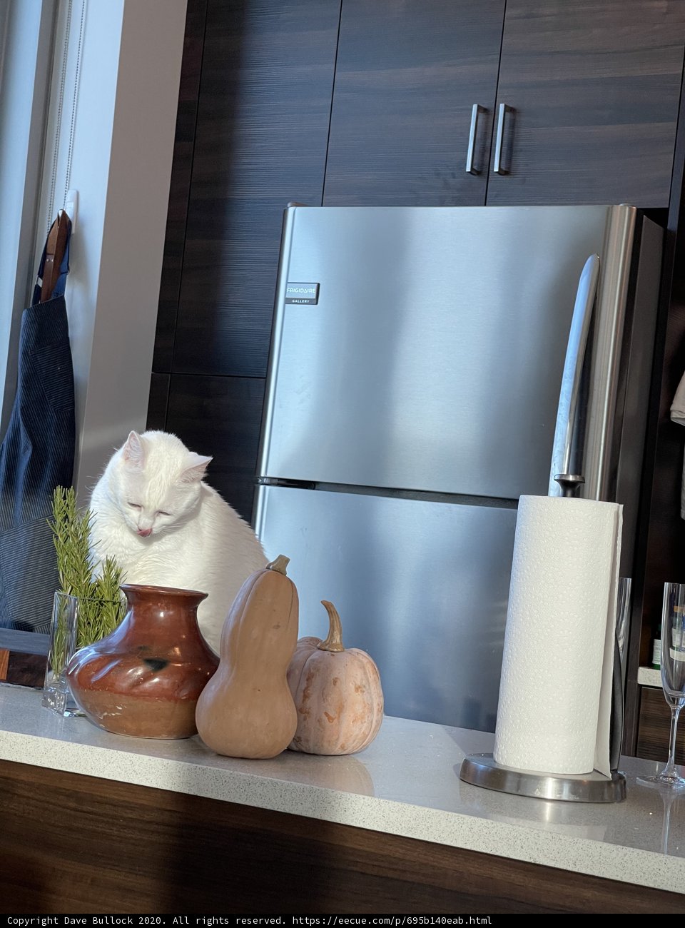 Cool Cat by the Fridge