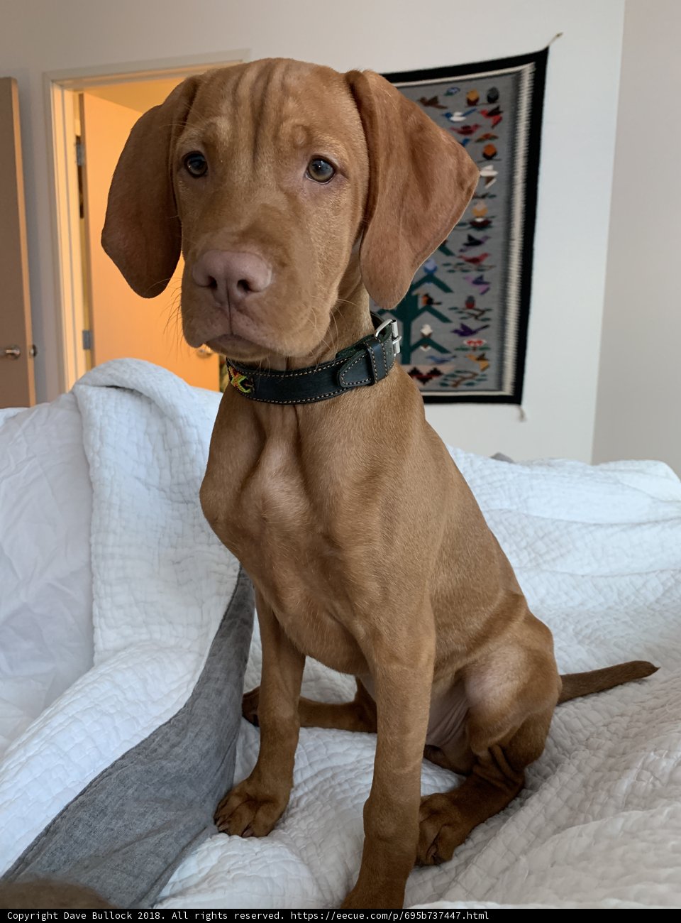 Man's Best Bed Buddy