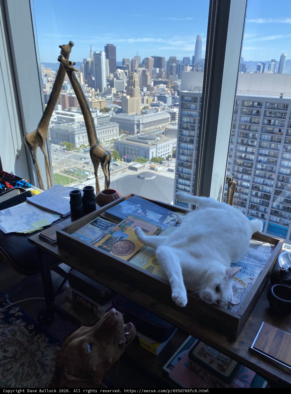 Urban Cat Nap