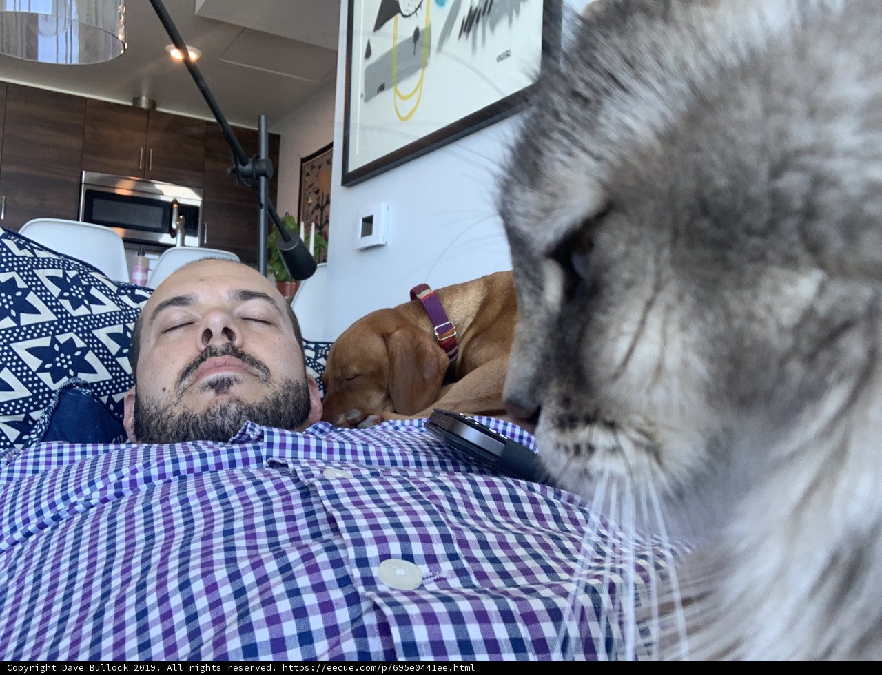 Catnap with Feline Company