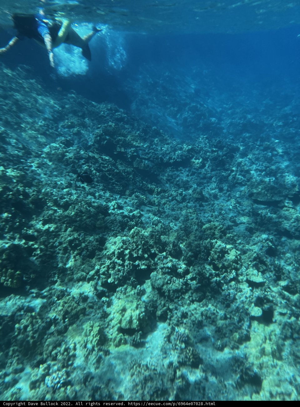 Coral Reef Swim