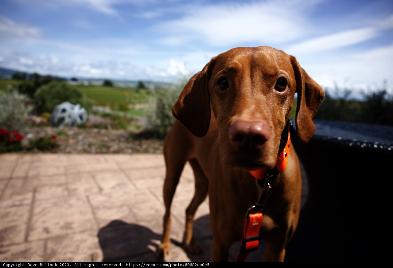 Vineyard Adventures with Furry Friends