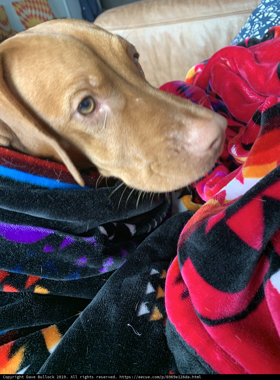 Cozy Canine