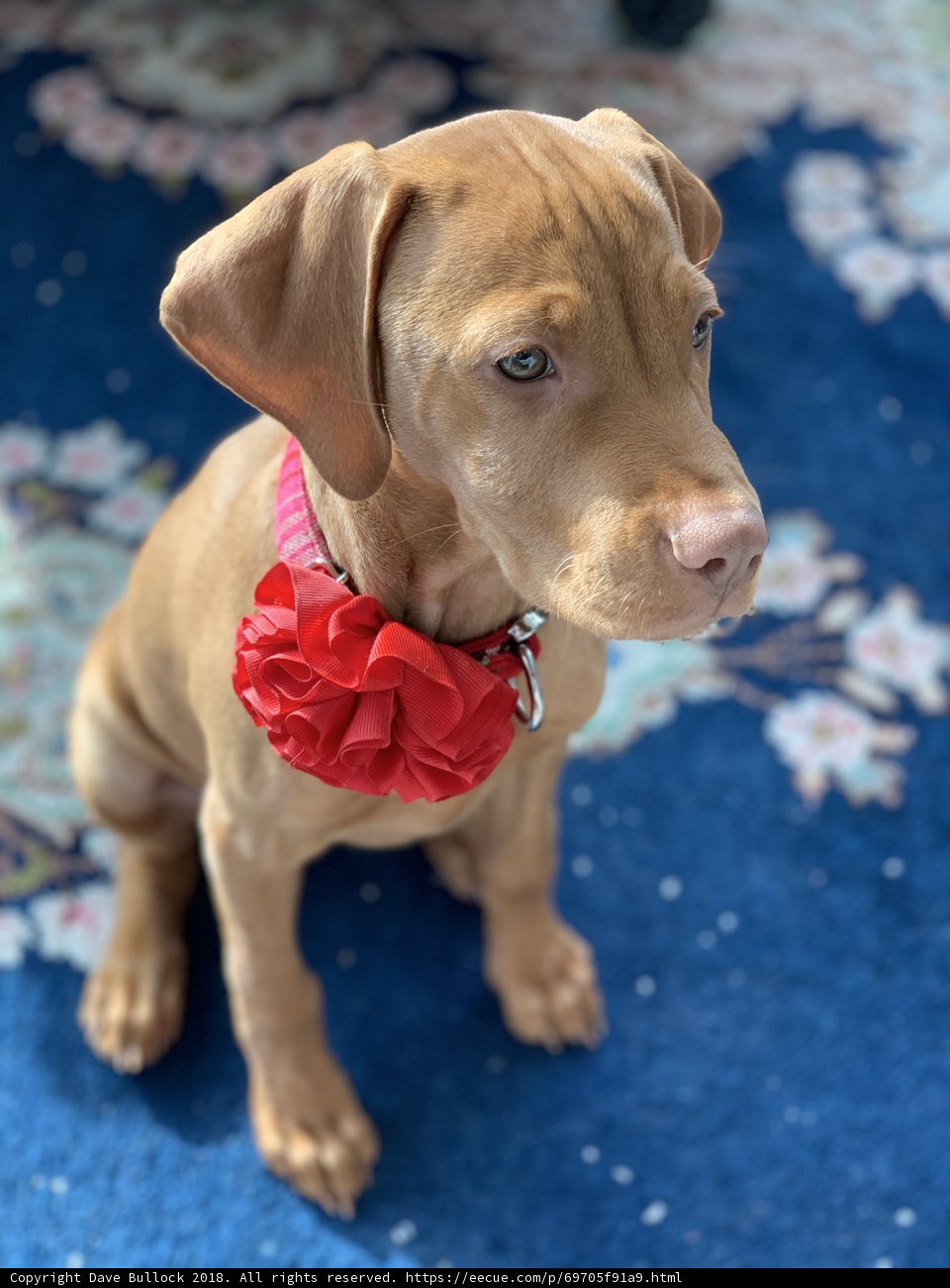 Red Flowered Canine