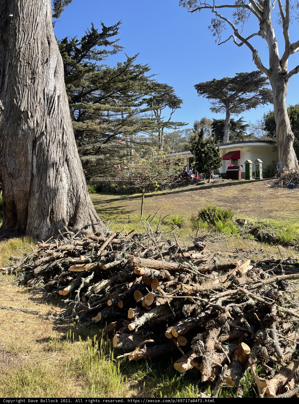 Wood Pile at San Francisco Zoo