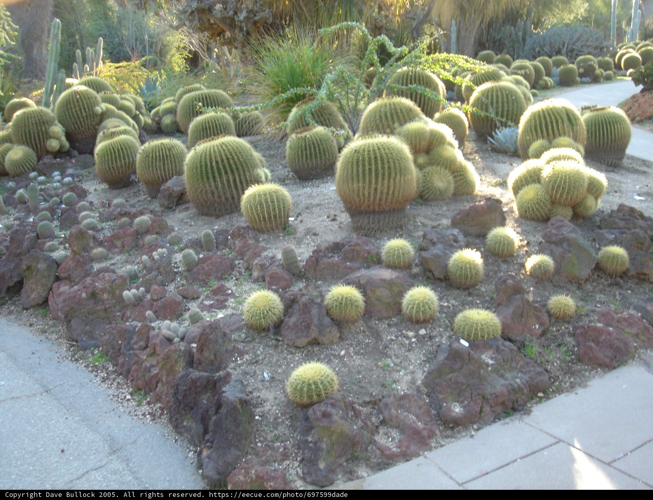 A Garden Oasis of Cactus Plants