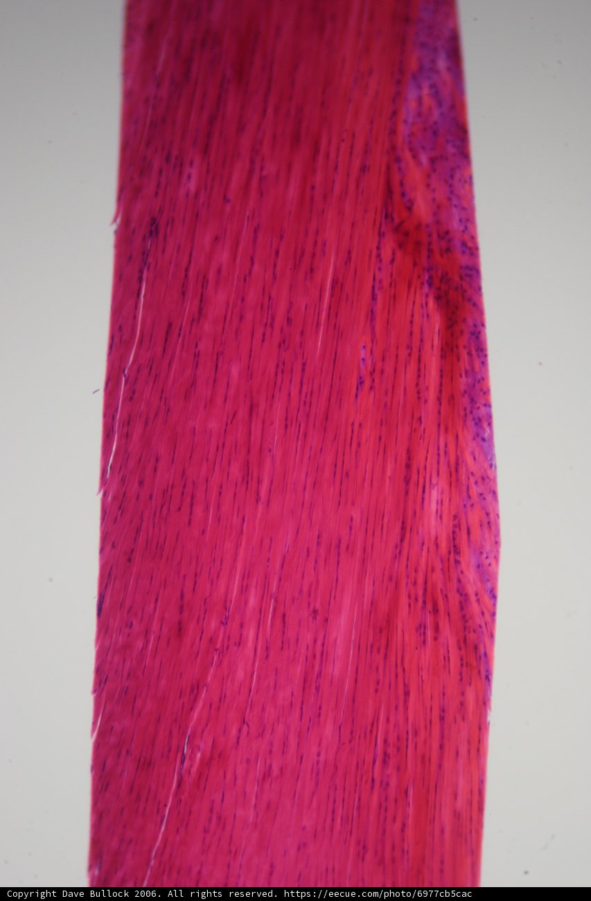 Velvet Wood