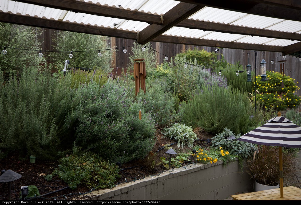 Lush Backyard Garden Under Pergola at Dusk