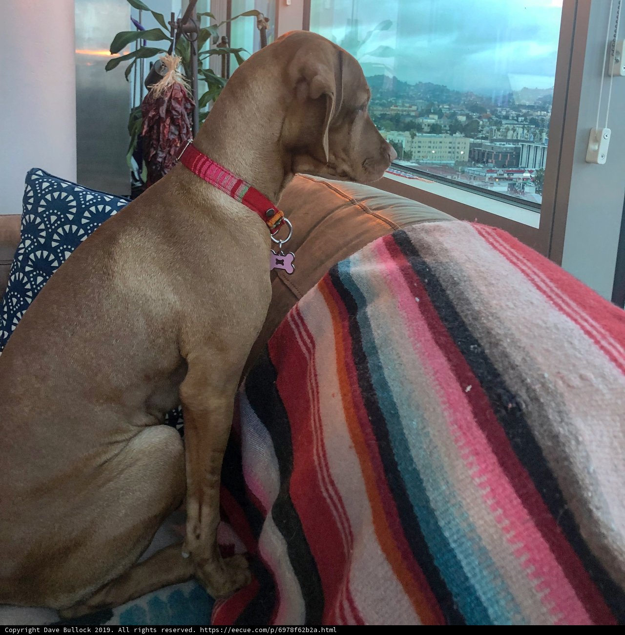 Cozy Canine Contemplation