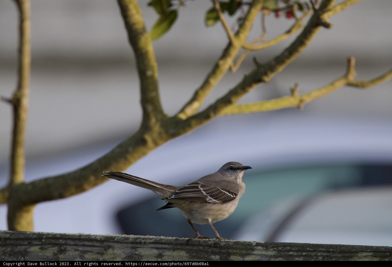 Feathered Fort Mason Resident