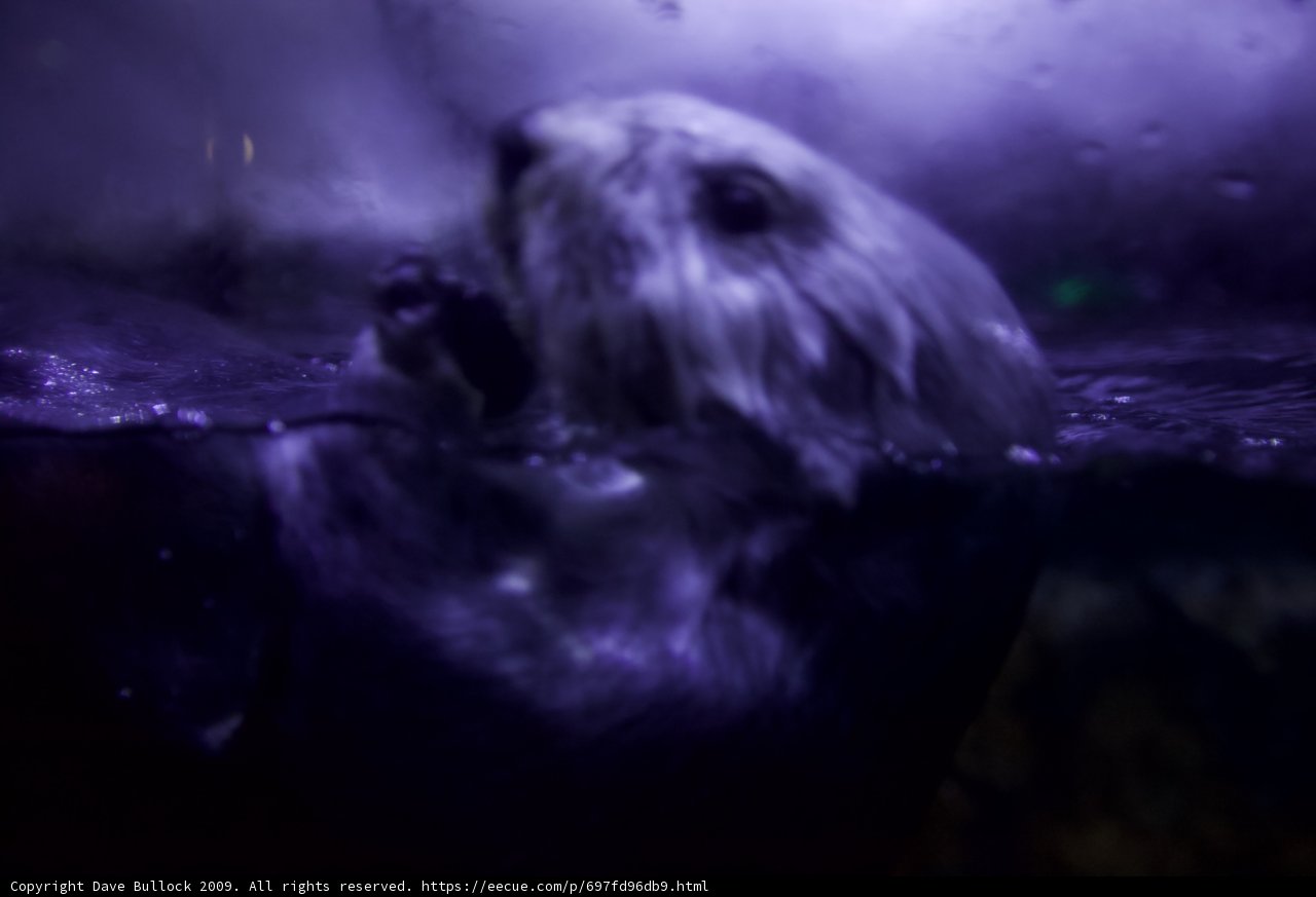 Purple Haze Otter