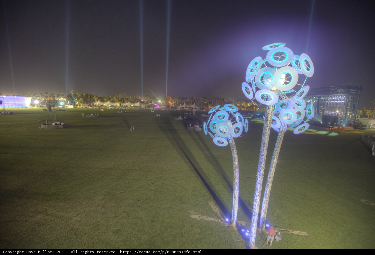 Field of Flowers