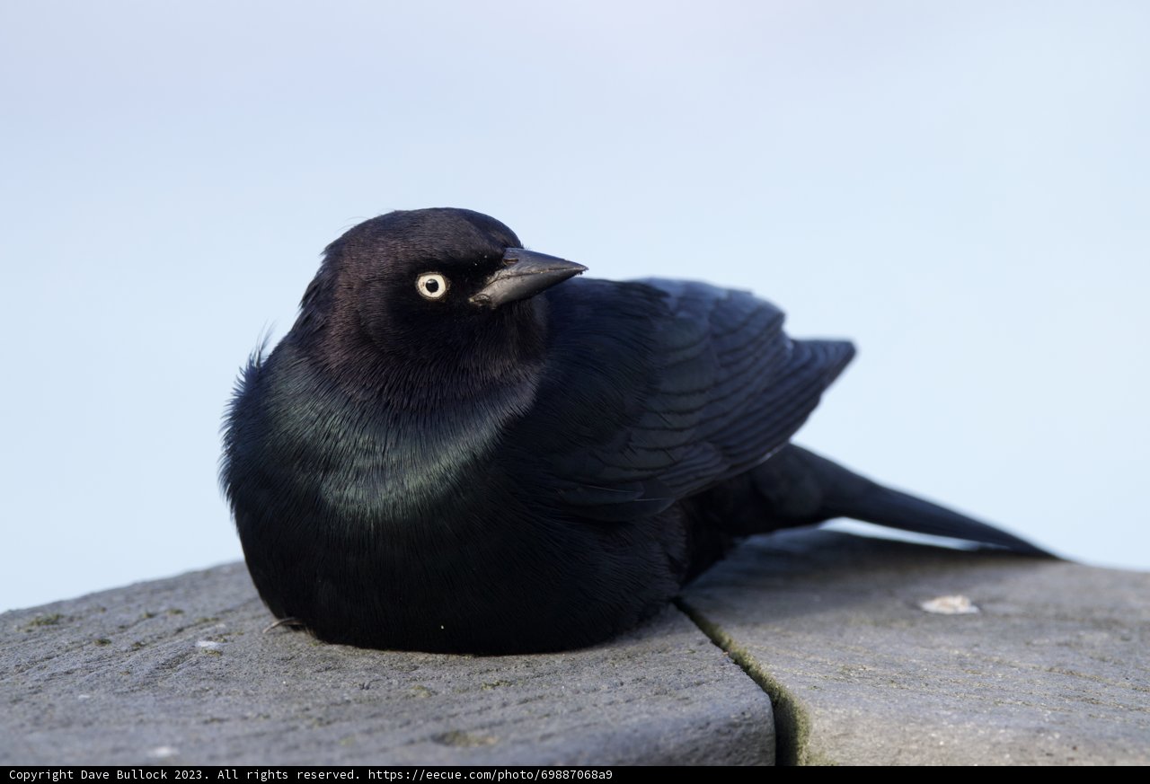 The Solitary Blackbird's Serenity.
