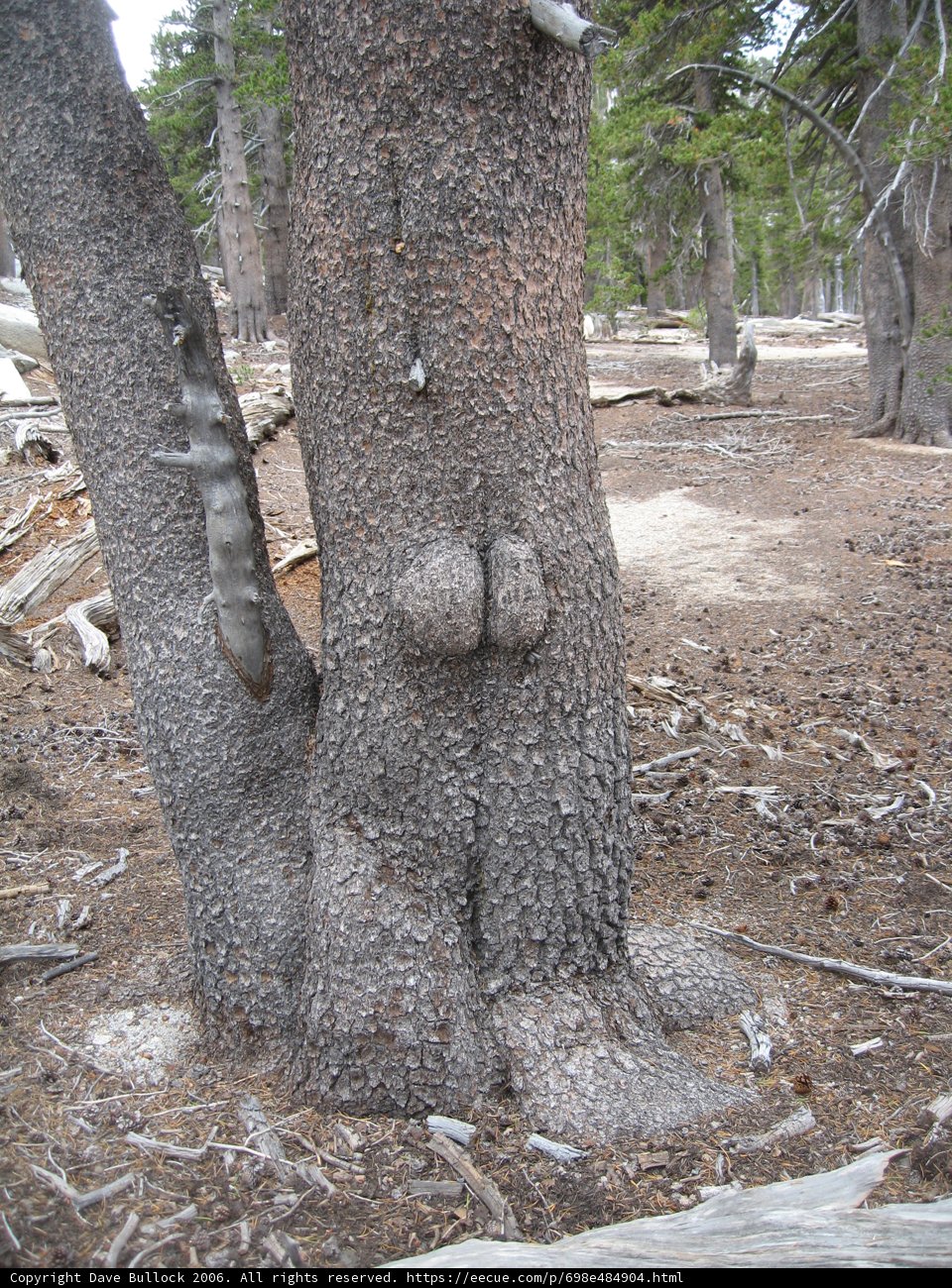 Whimsical Tree