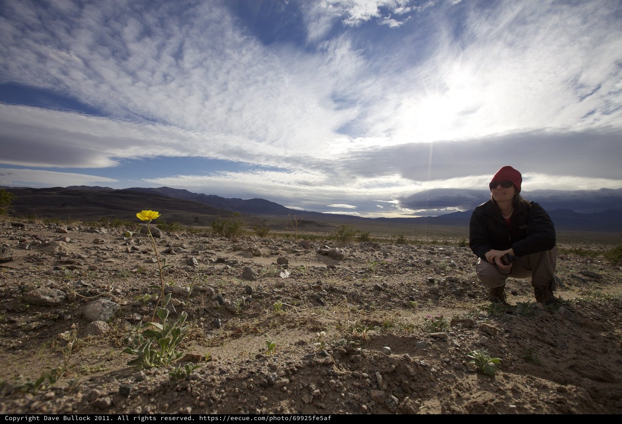 Lone Desert Flower and Explorer in Vast Wilderness