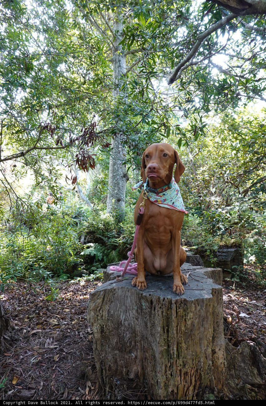Woof on the Wood Stump
