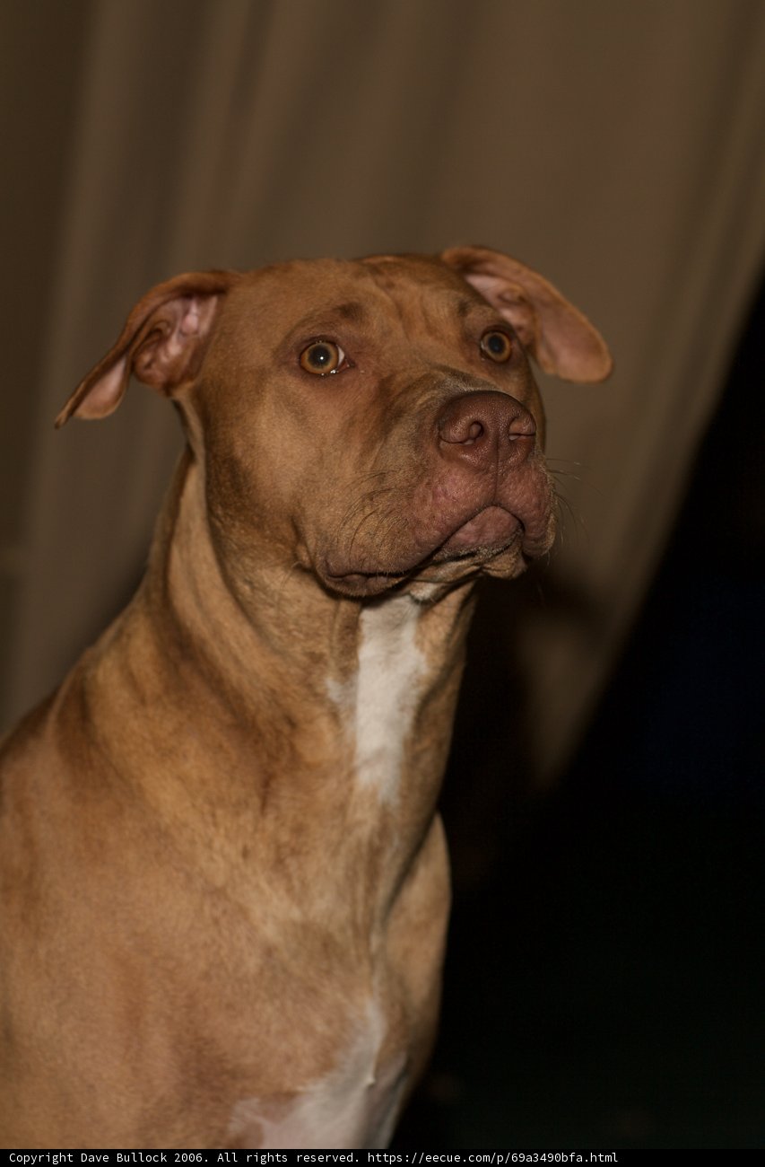 Affectionate Pit Bull