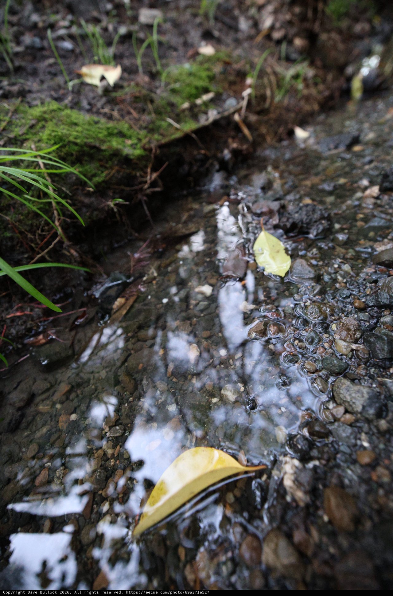 Yellow Leaves Floating in Shallow Forest Stream