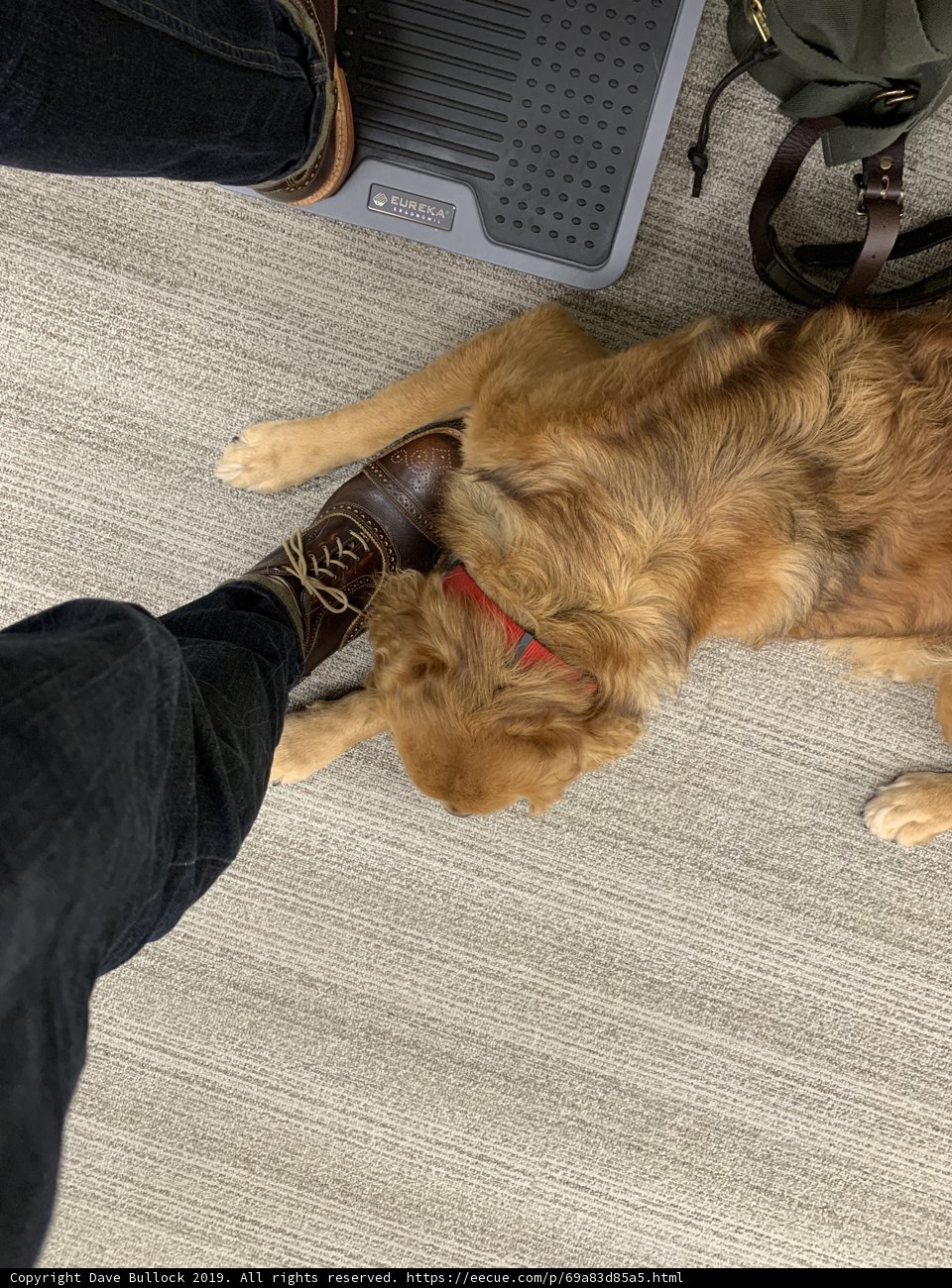 Man and Golden Retriever enjoy sunny day outside