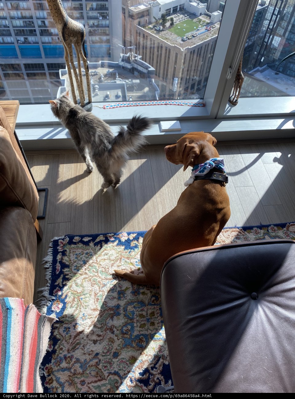 Furry Roommates on a Cozy Couch