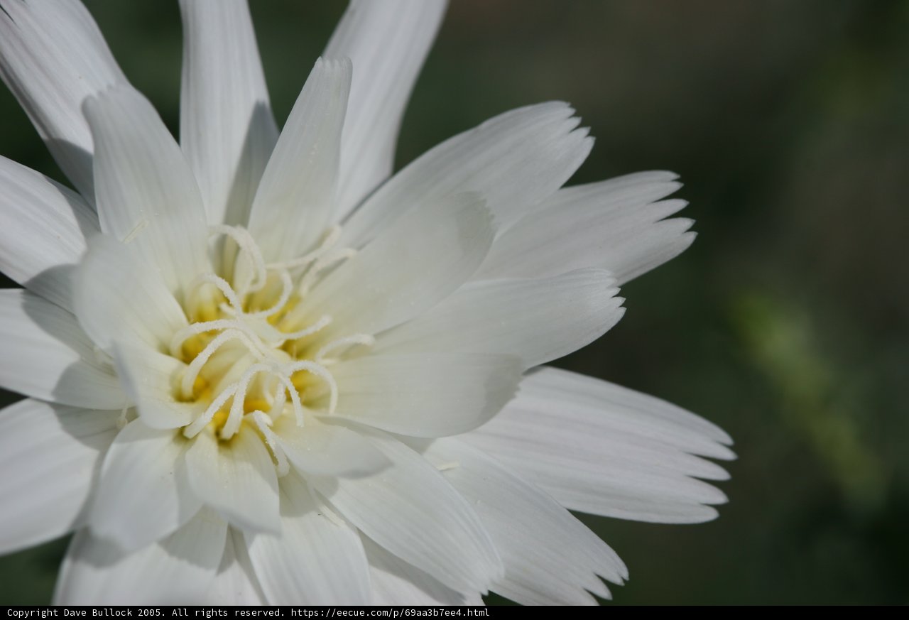 Delicate Daisy