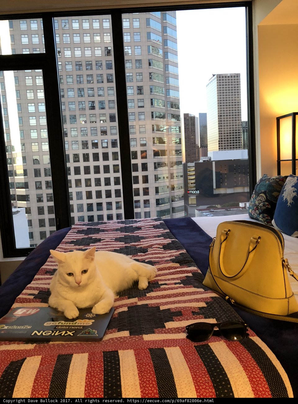 Feline Fashionista