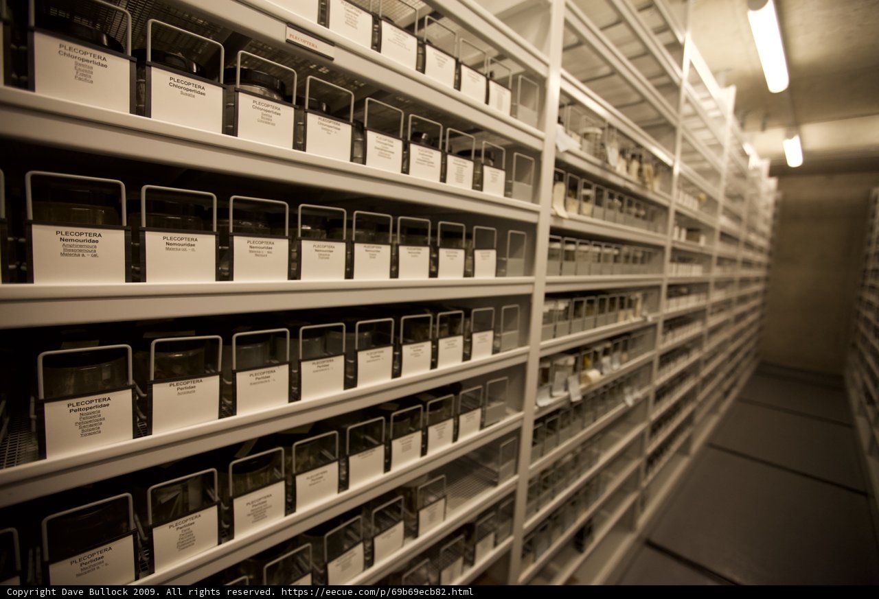 Endless Shelves of Wonders