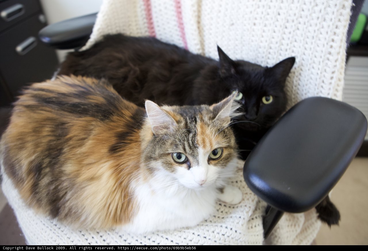 A Purrfect Pair
