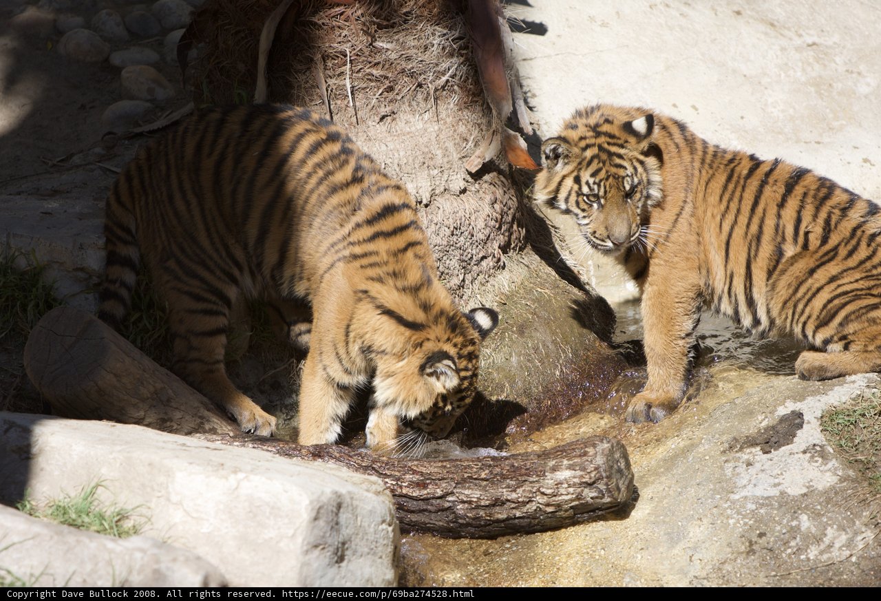 Thirsty Tigers at the Stream