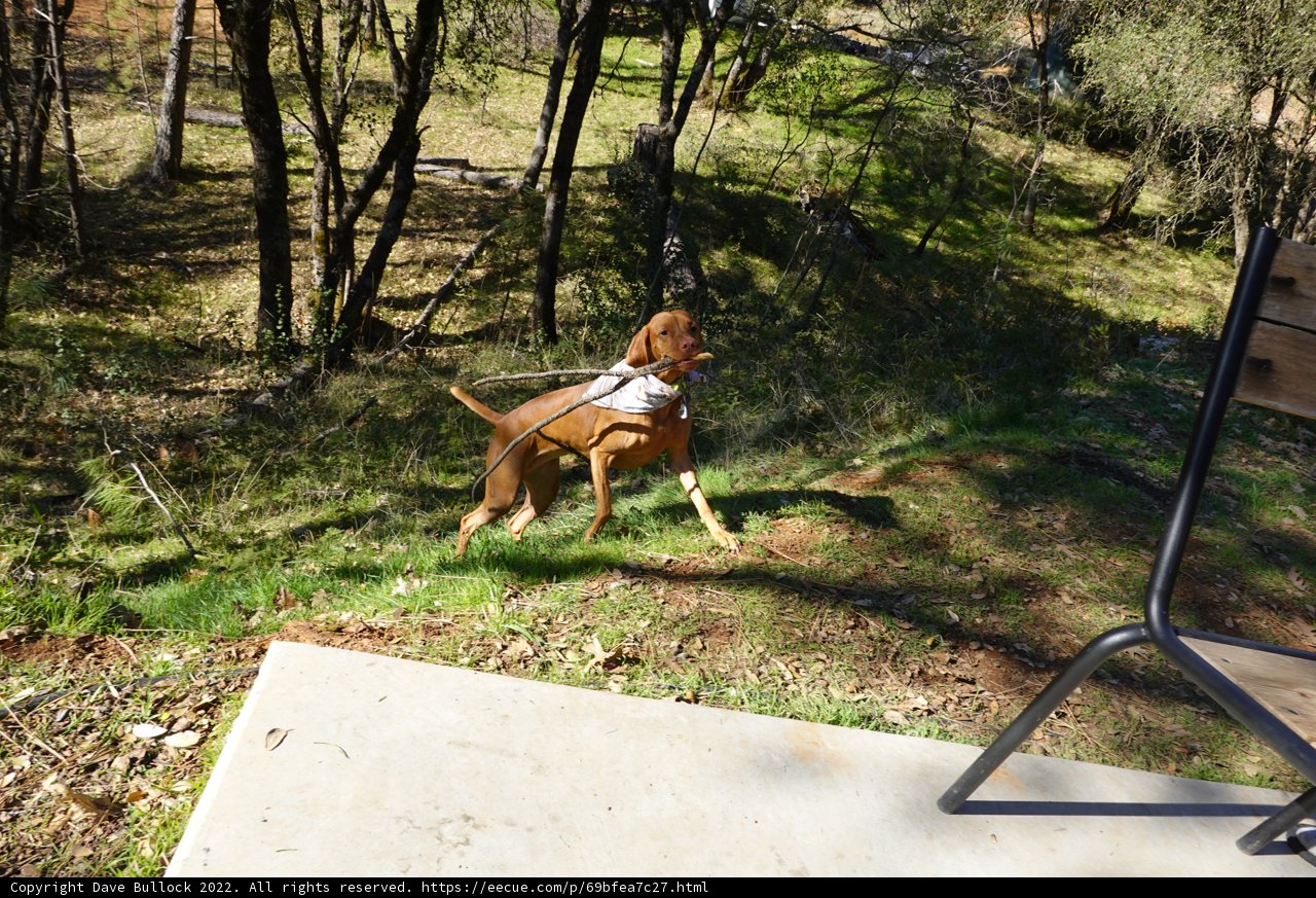 A Walk in the Woodlands with Man's Best Friend