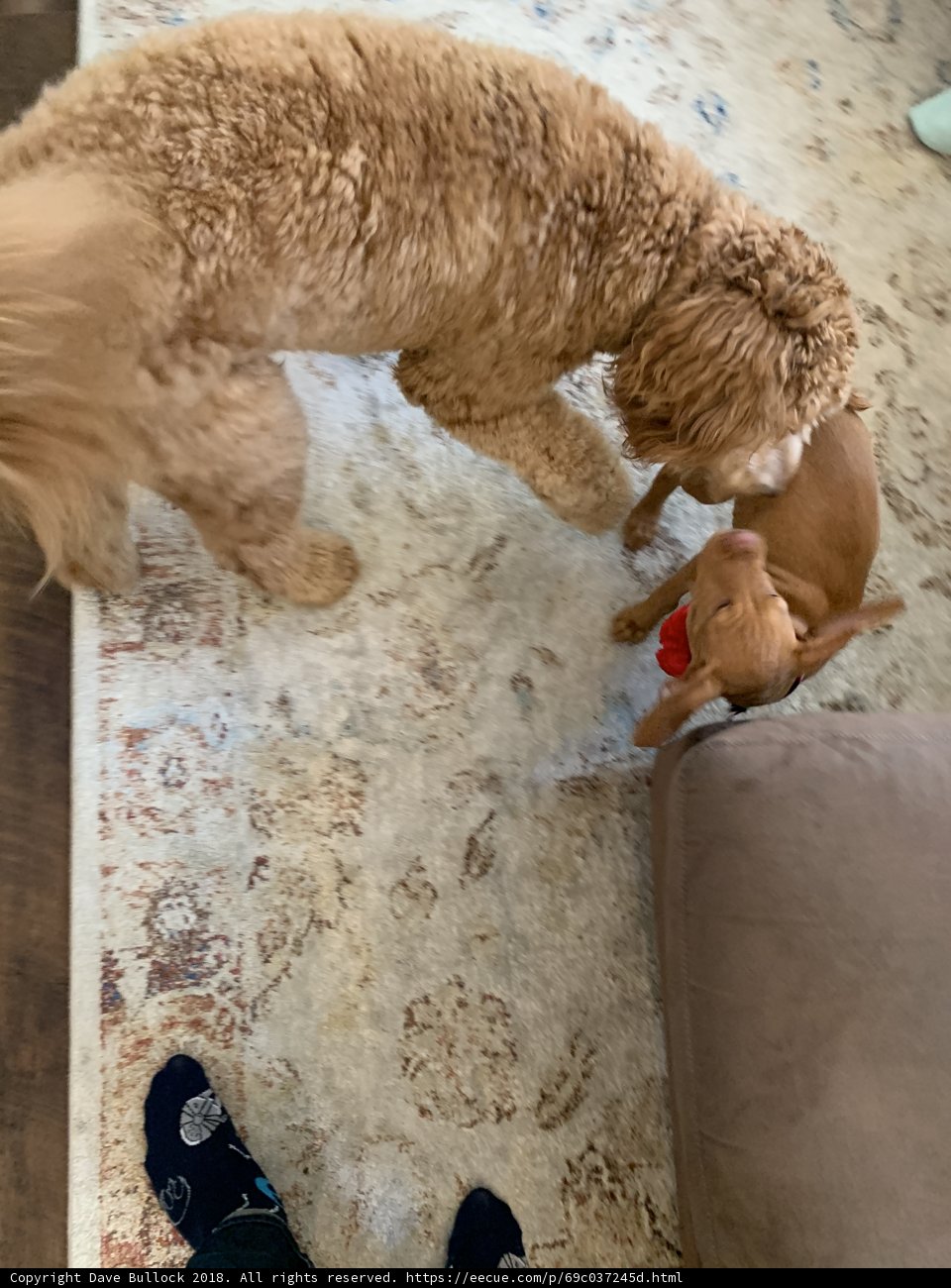 Poodle Pals