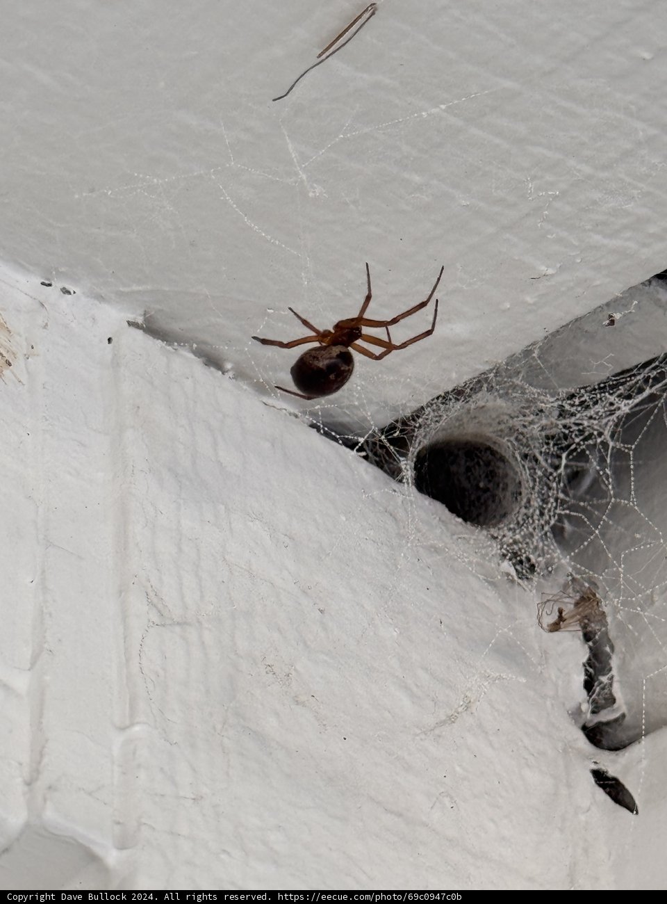 Webbed Intricacies