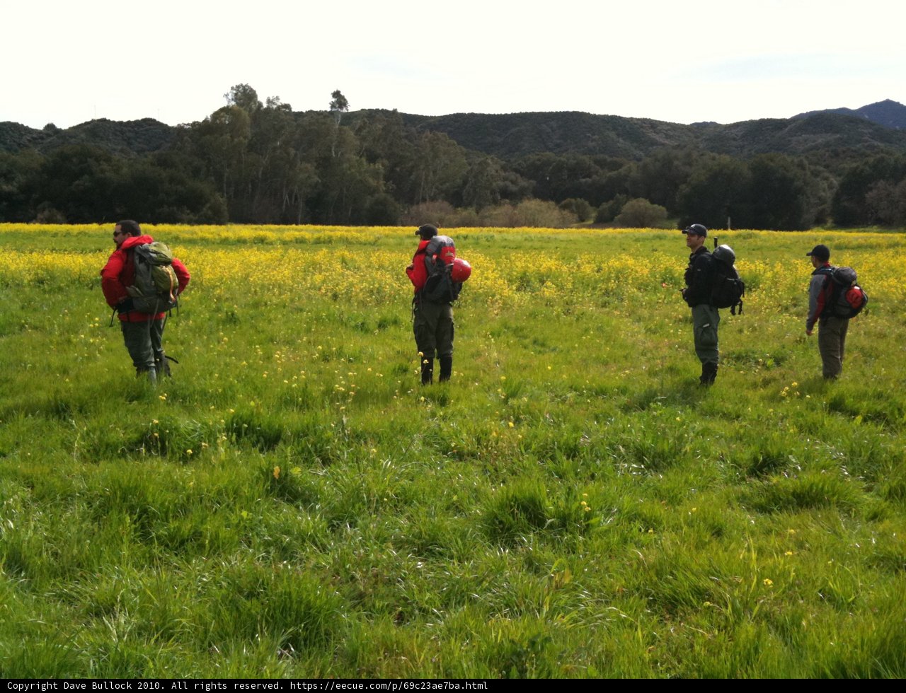 Walking through the Yellow Fields