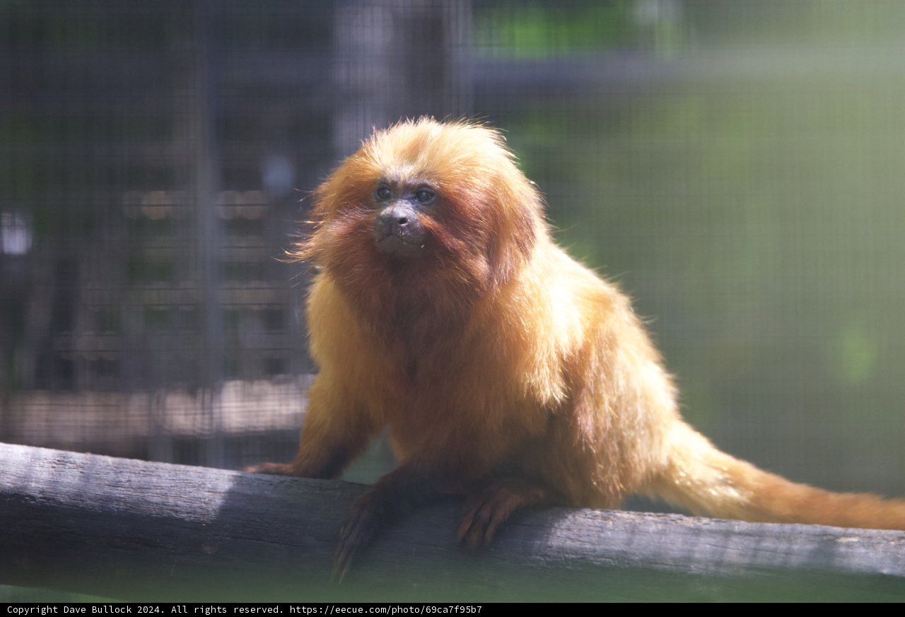 Golden Hues at Rest - A Day with the Golden Lion Tamarin
